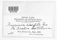 Puccinia circaeae image